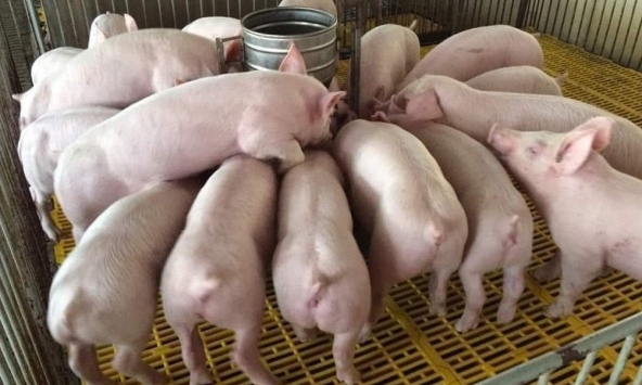 Giá heo hơi hôm nay 22/6: Thịt heo sỉ các tỉnh phía Nam tăng nhẹ