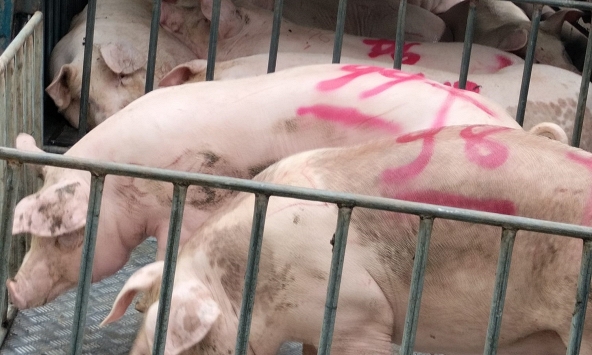 Giá heo hơi 23/6: Người chăn nuôi vẫn khó khăn
