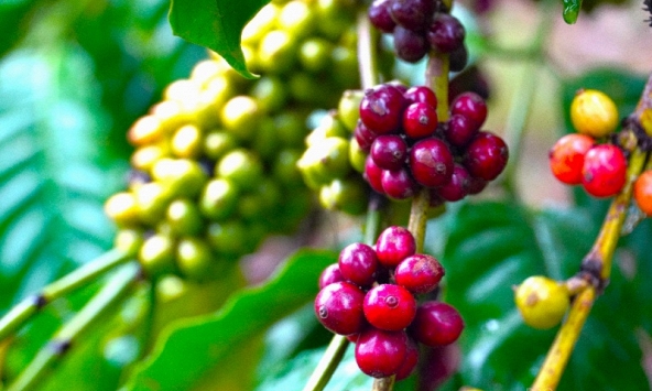 Thị trường nông sản 23/6: Cà phê và hồ tiêu đồng loạt giảm