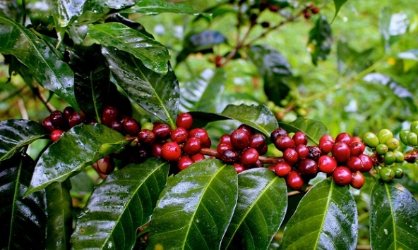 Giá cà phê còn có thể giảm khi nguồn cung hồi phục