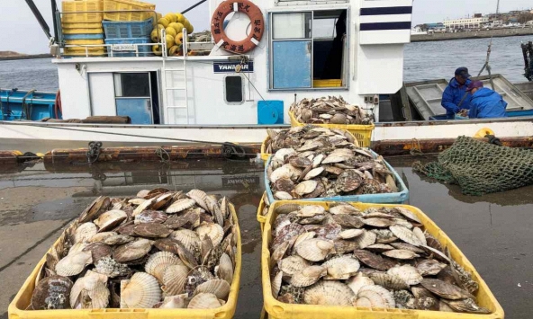 Nhu cầu của Nhật Bản đối với thủy sản Nga vẫn tăng mạnh