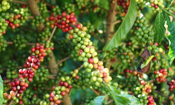 Thị trường nông sản đầu tuần xu hướng giảm