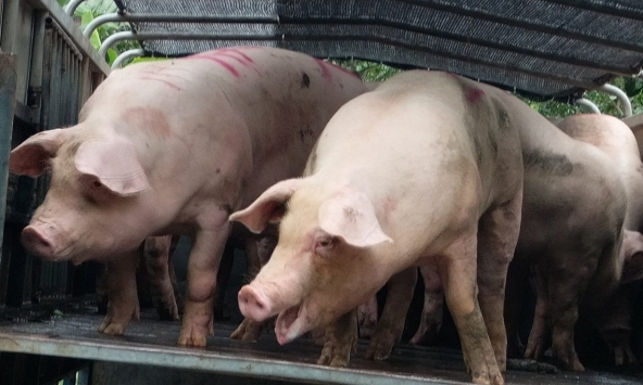 Giá heo hơi 26/6: Miền Bắc tăng trở lại