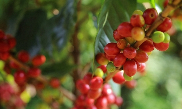 Thị trường nông sản 27/6: Giá cà phê trong nước và thế giới bật tăng