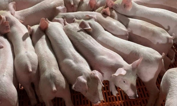 Giá heo hơi hôm nay 28/6: Miền Bắc có giá 65.000 đồng/kg