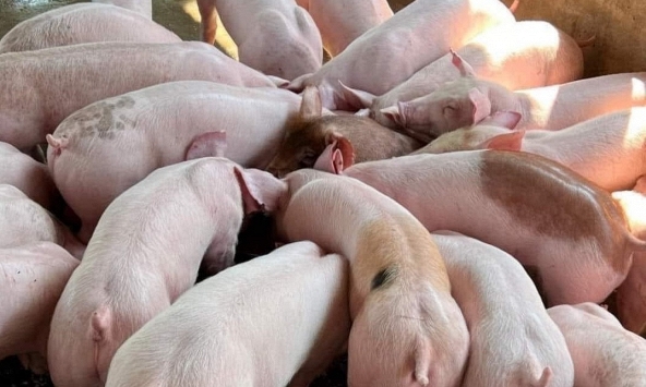 Giá heo hơi 29/6: Đà tăng ở miền Bắc chậm lại