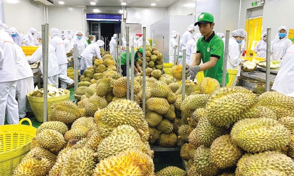 Xuất khẩu rau quả đạt gần 2,8 tỉ USD