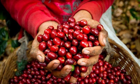 Dự báo giá cà phê sẽ còn tăng