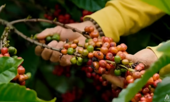 Ngành cà phê Việt Nam 'gồng mình' vượt khó, tuân thủ luật chống phá rừng mới của EU