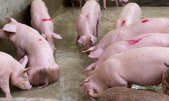 Giá heo hơi 1/7: Miền Nam bắt đầu tăng