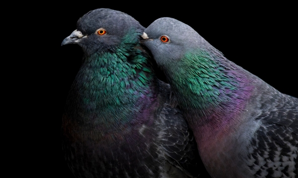 Những bức ảnh tuyệt đẹp về loài chim đạt giải thưởng Audubon