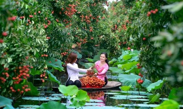 Về Hải Dương hái vải thiều, trải nghiệm khó quên chỉ với 500.000 đồng