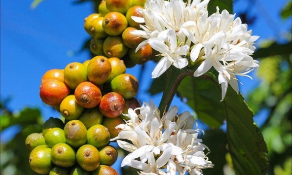 Giá cà phê trong nước ngày 1/7 tiếp tục giảm sâu, cao su bất ngờ bật tăng