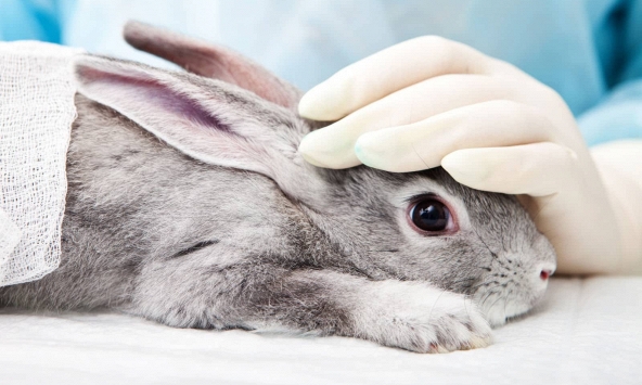 Canada chính thức cấm thử nghiệm mỹ phẩm trên động vật