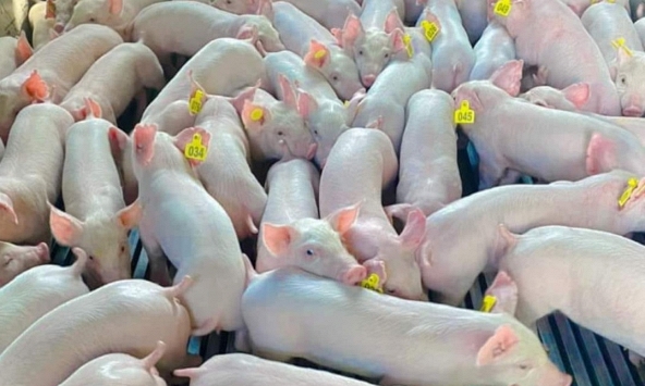 Giá heo hơi hôm nay 4/7: Giá heo miền Bắc tăng trở lại
