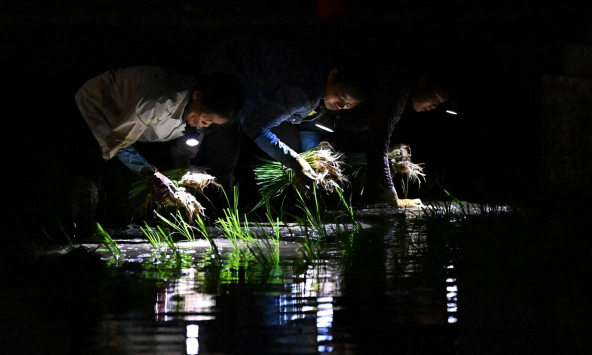 Tránh nắng nóng, nông dân đi cấy lúa trong đêm