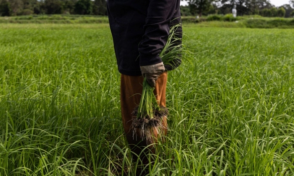Hạn hán tại Thái Lan đe dọa nguồn cung đường, gạo toàn cầu