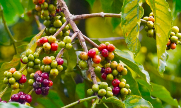 Thị trường nông sản 5/7: Giá cà phê robusta tăng mạnh