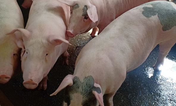 Giá heo hơi 6/7: Miền Nam tăng theo miền Bắc