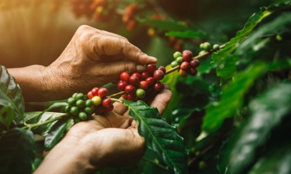 Thị trường nông sản 6/7: Biến động mạnh