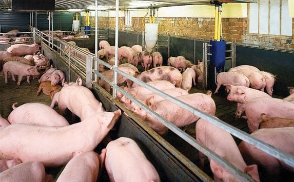 Giá heo hơi 7/7: Miền Bắc có dấu hiệu chững lại