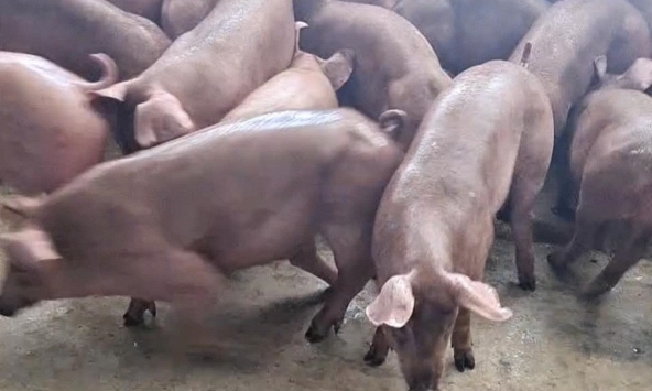 Giá heo hơi 8/7: Nguồn cung nhiều, miền Bắc chững lại