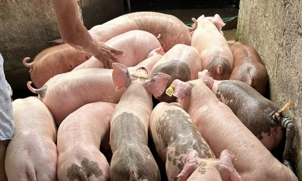 Giá heo hơi 10/7: Có thể tiến sát mốc 70.000 đồng/kg trong tuần này