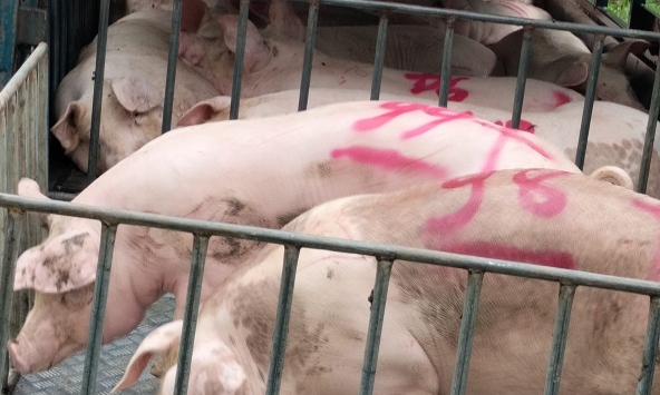 Giá heo hơi 11/7: Miền Trung và miền Nam tăng nhẹ