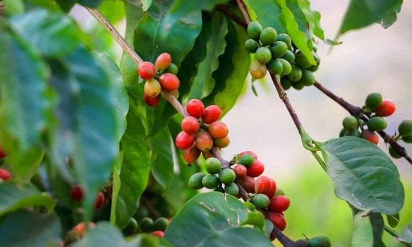 Thị trường nông sản 11/7: Giá cà phê giảm, tiêu đi ngang, cao su tăng giảm trái chiều