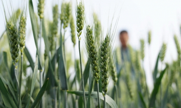 Alibaba thuê các nhà khoa học trong lĩnh vực phát triển công nghệ hạt giống