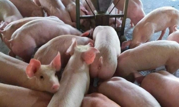 Giá heo hơi 13/7: Miền Nam có dấu hiệu giảm