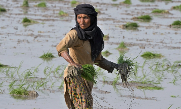 Nguồn cung lương thực toàn cầu vẫn gặp rủi do El Nino