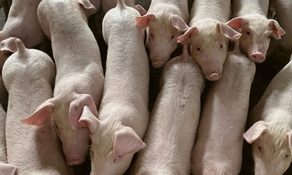 Giá heo hơi 14/7: Ba miền không ghi nhận biến động