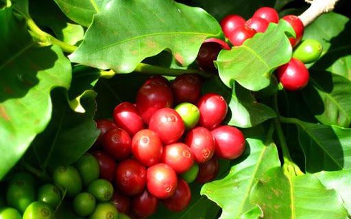 Thị trường nông sản ảm đạm