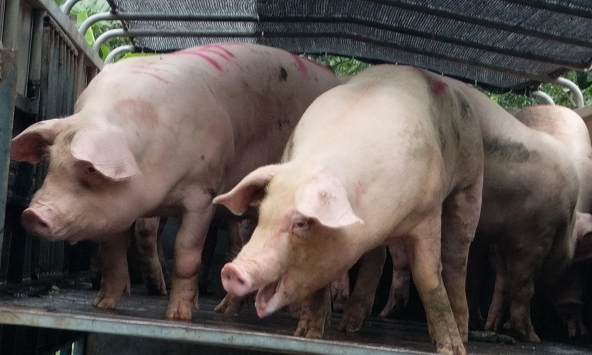 Giá heo hơi hôm nay 15/7: Giá heo chịu sức ép từ nguồn heo Thái Lan, Trung Quốc