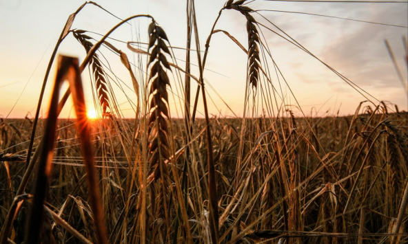 Thỏa thuận Sáng kiến ngũ cốc Biển Đen lại đứng trước nguy cơ đổ vỡ