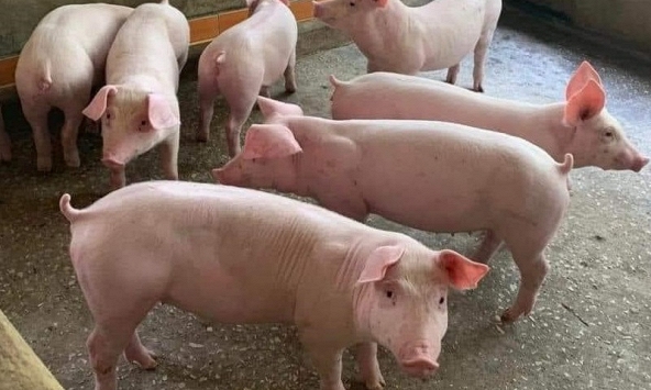 Giá heo hơi 18/7: Hai miền giảm nhẹ