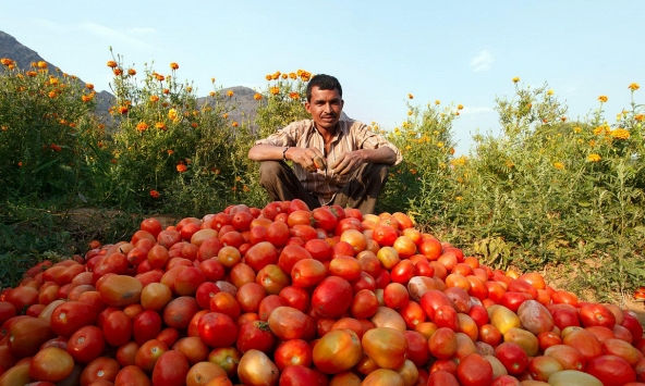 Giá cà chua tăng 700% tạo ra vận may cho nông dân Ấn Độ