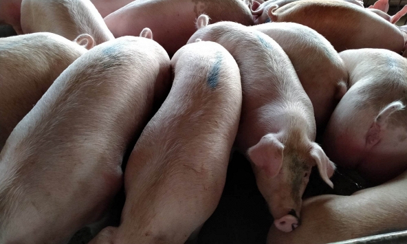 Giá heo hơi 19/7: Miền Bắc tiếp tục giảm