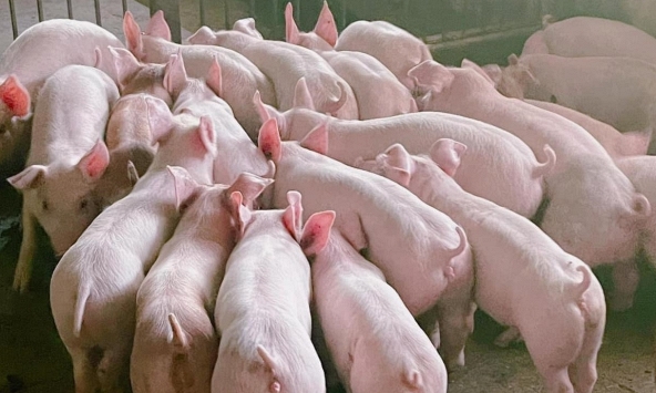 Giá heo hơi 20/7: Tiếp tục giảm