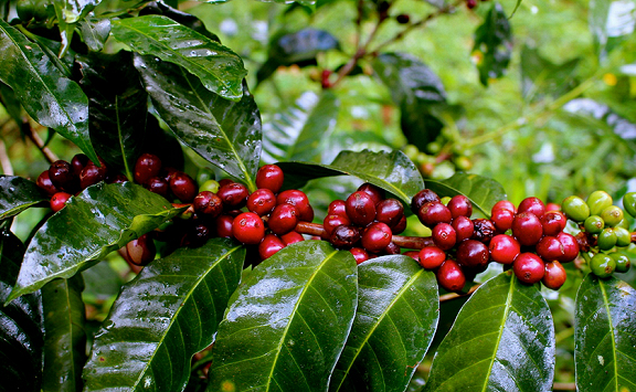 Xuất khẩu cà phê trong nửa đầu tháng 7 chỉ đạt 31.607 tấn