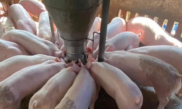 Giá heo hơi hôm nay 22/7: Giá heo vẫn đi xuống