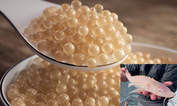 Khám phá những loại thực phẩm đắt nhất thế giới