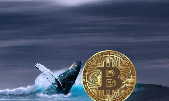 Cá voi tiền điện tử đã mua những loại tiền thay thế nào trong tuần này?