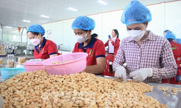 Nghi bị lừa đảo trong xuất khẩu điều nhân sang Dubai: Bộ Công Thương vào cuộc