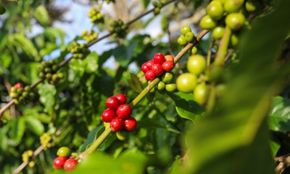 Giá cà phê cuối tuần giảm mạnh