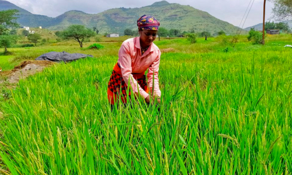 Hạn hán, chiến tranh, lệnh cấm xuất khẩu đe dọa an ninh lương thực toàn cầu