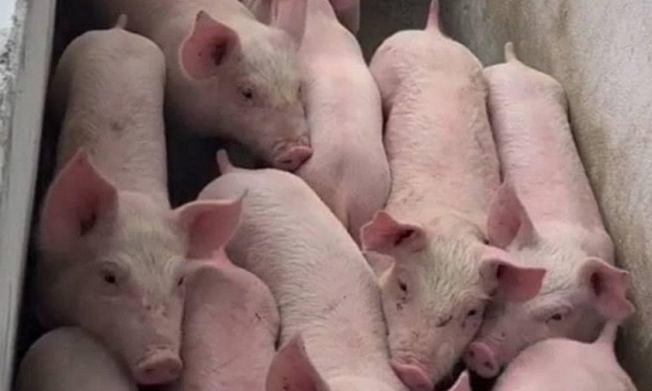 Giá heo hơi 24/7: Chưa thể tăng trở lại