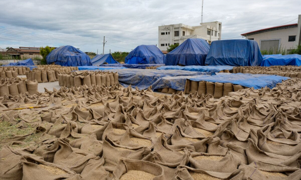 Giá gạo tăng vọt sau lệnh cấm xuất khẩu của Ấn Độ