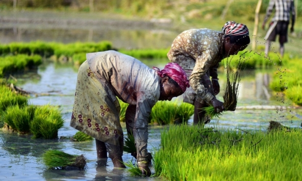 An ninh lương thực của Ấn Độ đang bị bóp nghẹt bởi biến đổi khí hậu